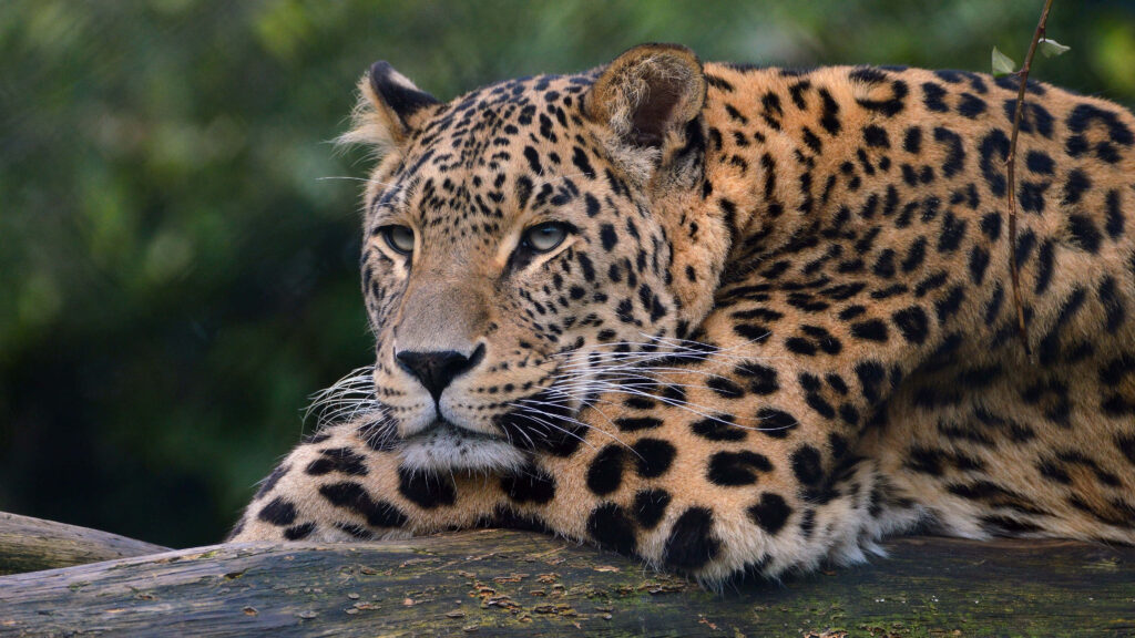 Serene 4K Leopard Resting in Nature's Lush Green Background Wallpaper