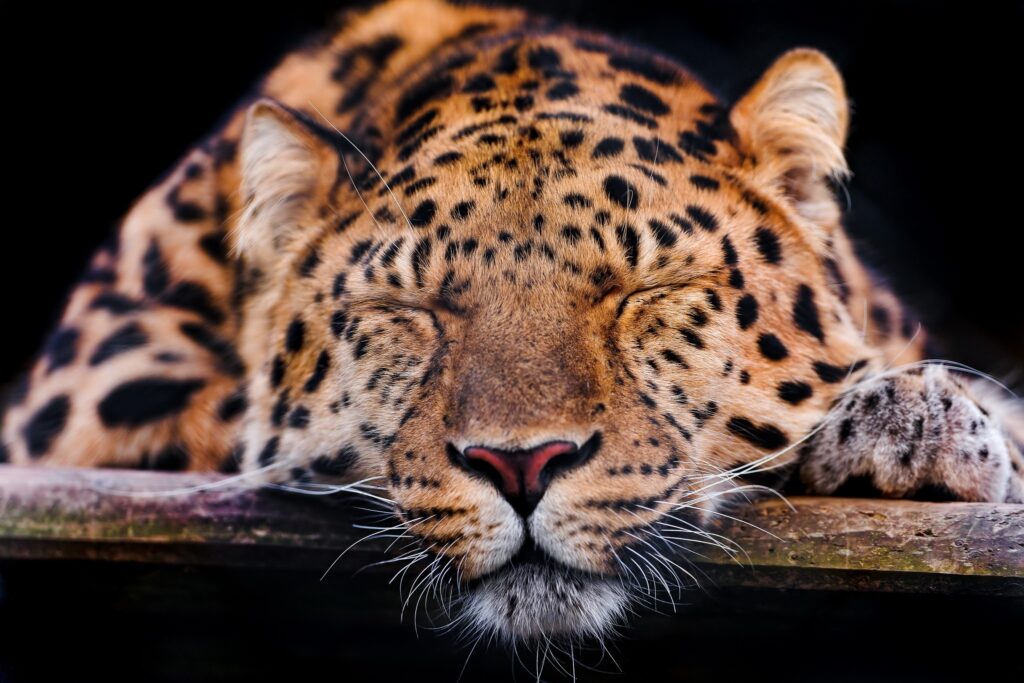 Close-Up of a Sleeping Leopard: Serene Power in Stunning Detail Wallpaper