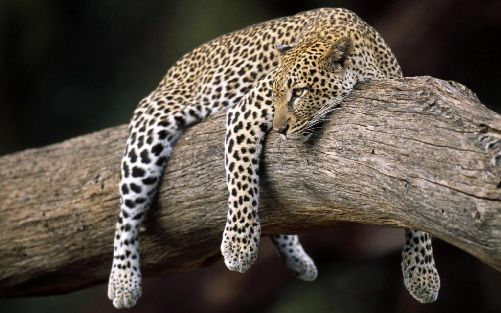 Serene Leopard Wallpaper: Majestic Cat on Tree Branch Background