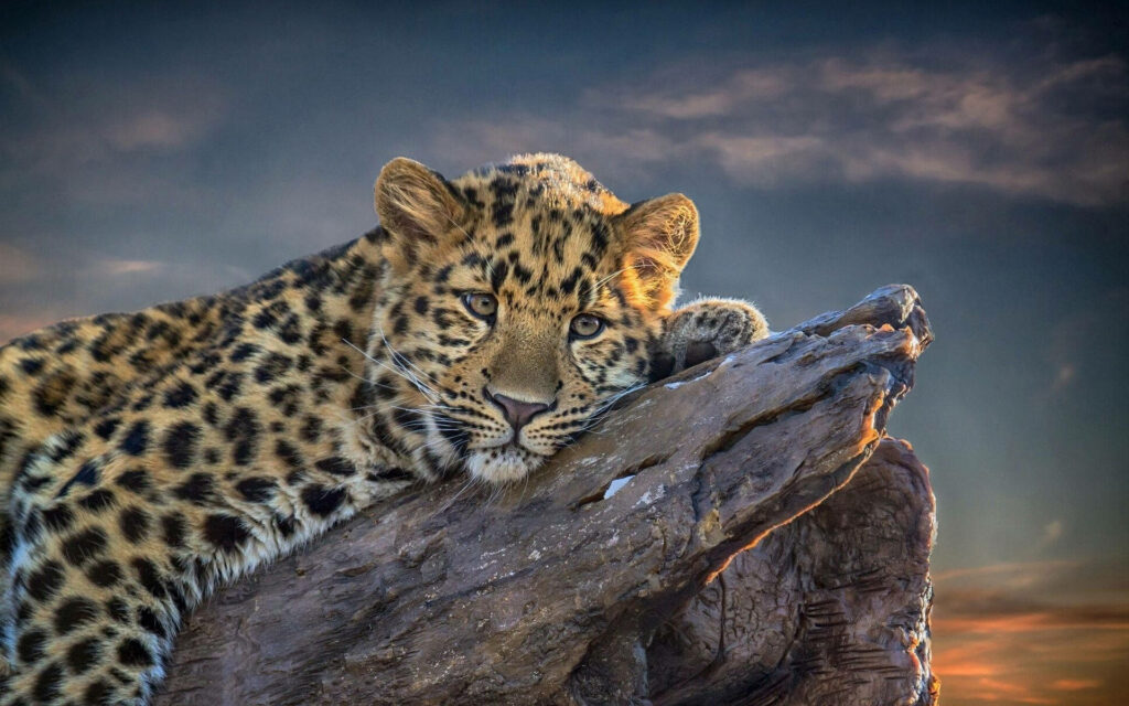 Serene Leopard on Tree Branch at Sunset - Peaceful Nature Wallpaper