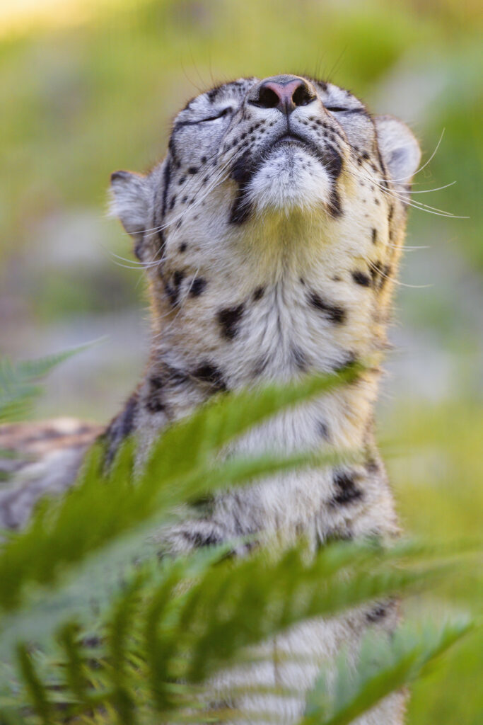 Serene Leopard Wallpaper: Relaxed Big Cat in Lush Greenery