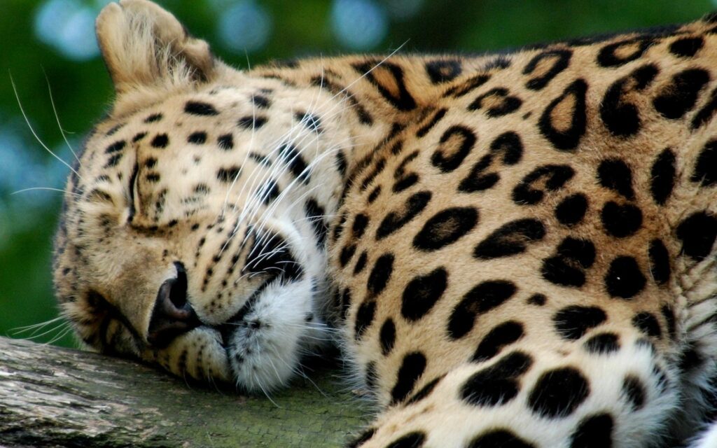 Tranquil Leopard Wallpaper: Majestic Big Cat on Tree Branch