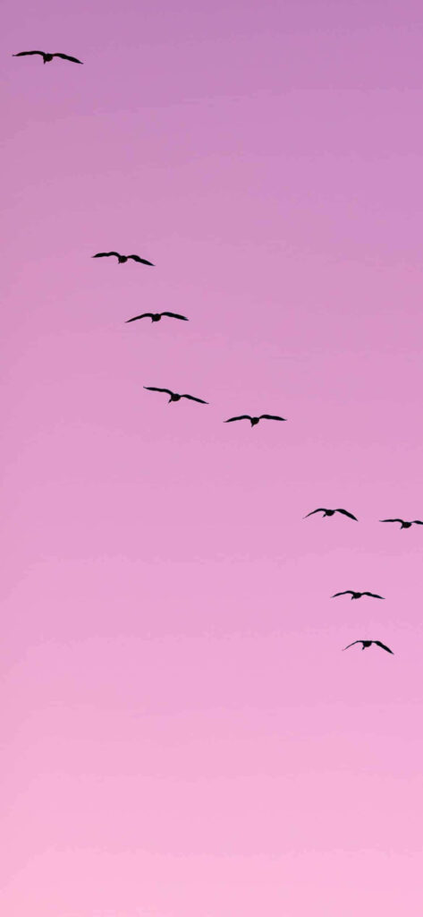 Tranquil Light Purple Sky with Graceful Birds - Serene Wallpaper Background