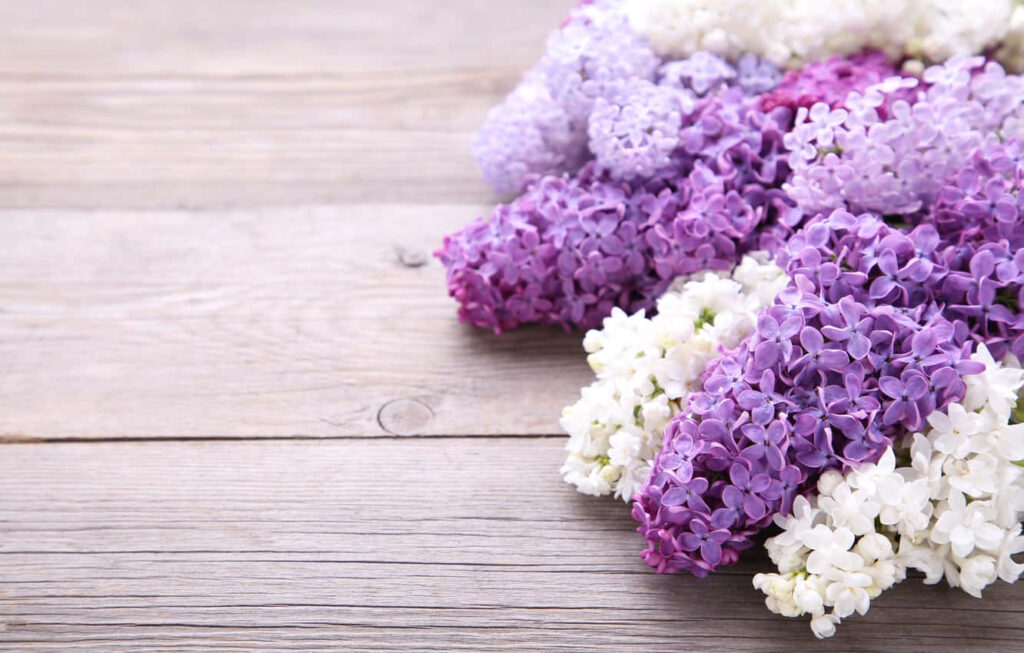 Serene Lilac Blossoms Wallpaper: Purple & White on Rustic Wood