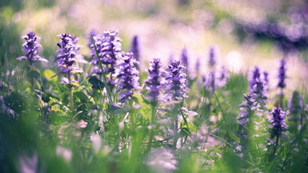 Serene Lilac Flowers in a Dreamy Green Field - Nature Background Wallpaper