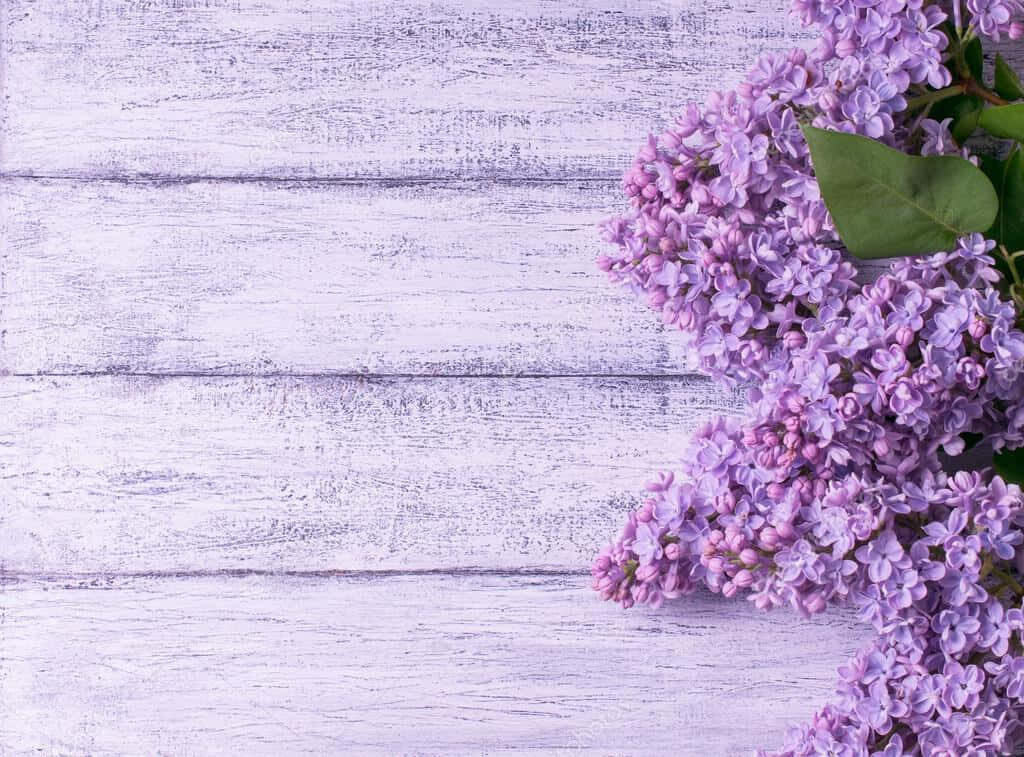 Vibrant Lilac Flowers on Rustic Wood - Serene Background Wallpaper