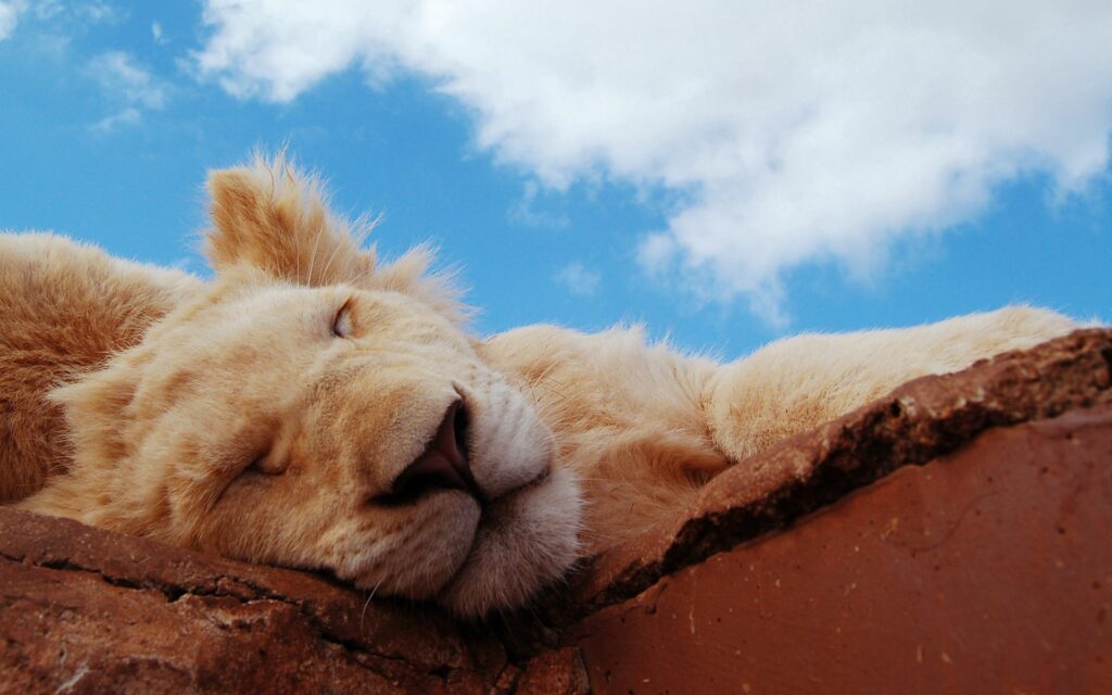 Serene Lion Cub Sleeping Wallpaper | Calm Blue Sky Background