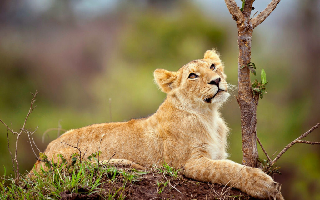 Serene Lion Cub Wallpaper: Calm Grassy Scene in Lush Greenery