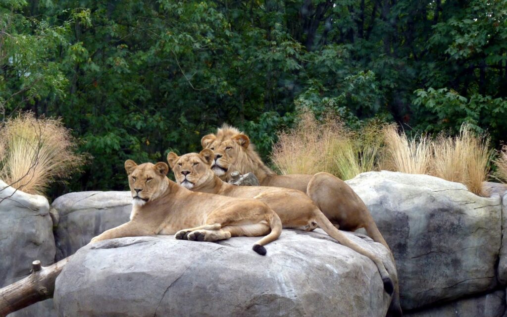 Lions Resting on Stones: Serene Jungle Wallpaper Background