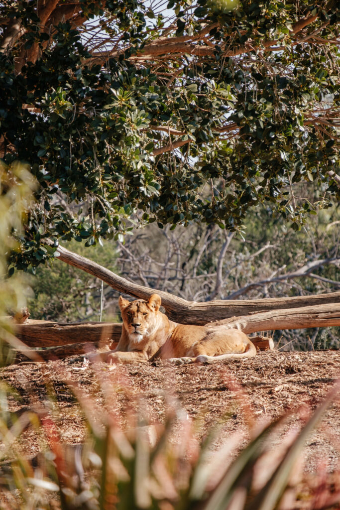 Lioness Resting in Shade: Serene Wildlife Wallpaper Background