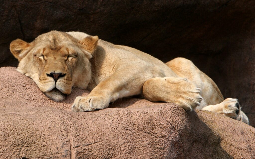 Tranquil Lioness Wallpaper: Serene Scene on Rugged Stone Background