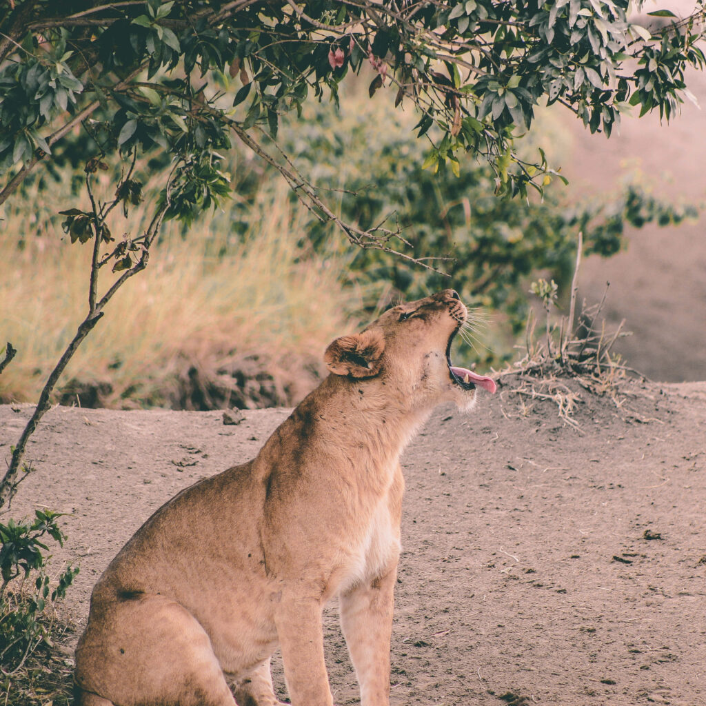 Serene Lioness Yawning in Lush Greenery - Wild Nature Wallpaper