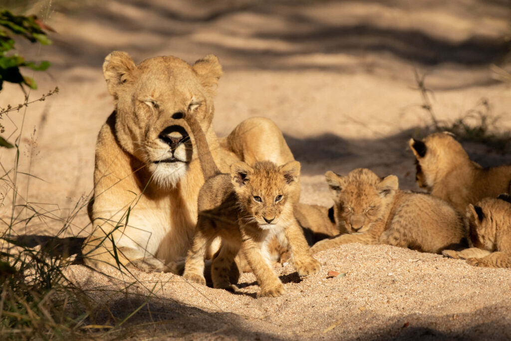 Serene Lioness & Playful Cubs in Sunny Sandy Habitat Wallpaper