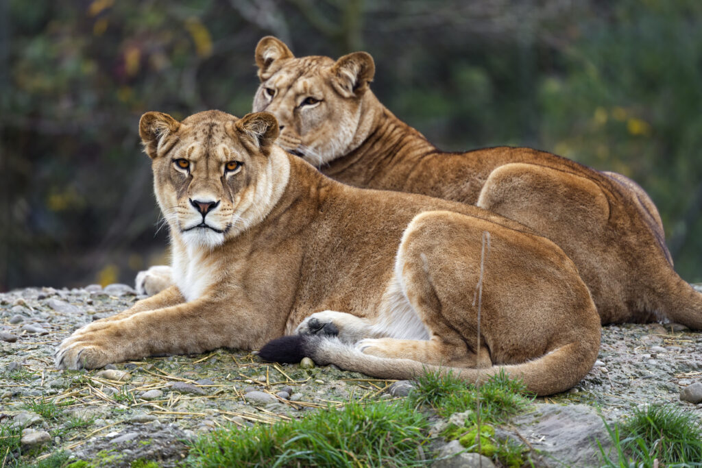 Serene Lionesses Resting: Majestic Big Cats Against Soft Background Wallpaper