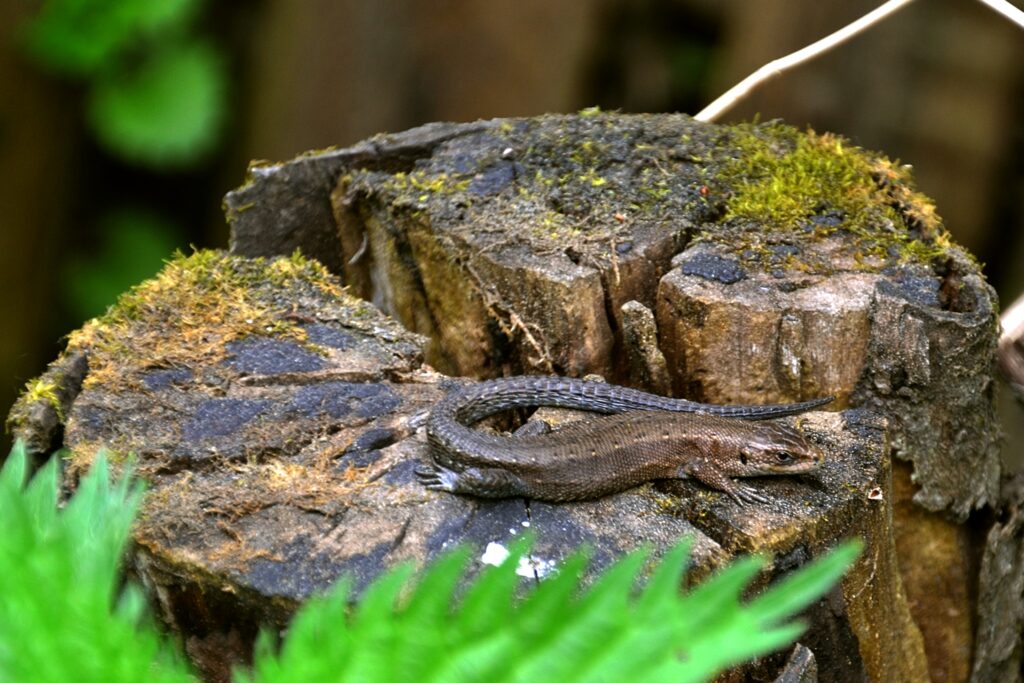 Serene Lizard Wallpaper: Basking on Mossy Tree Stump in Greenery