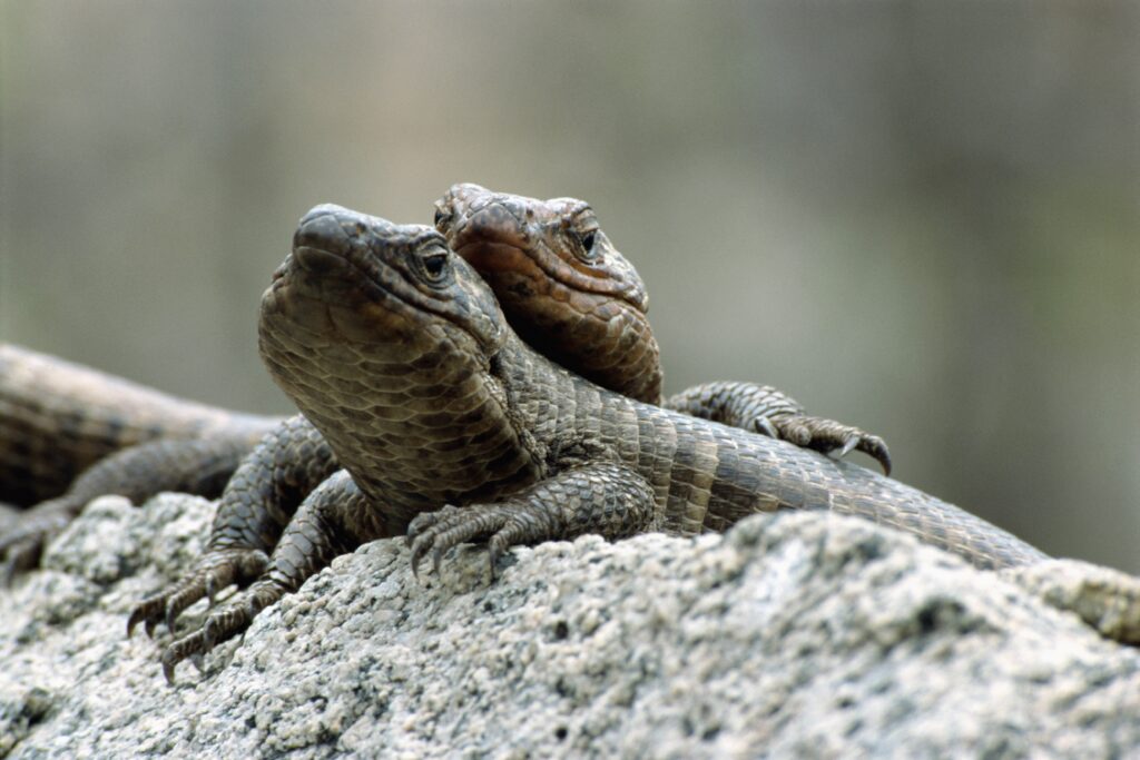 Lizards on Stone: Serene Habitat with Mystical Steam Background Wallpaper