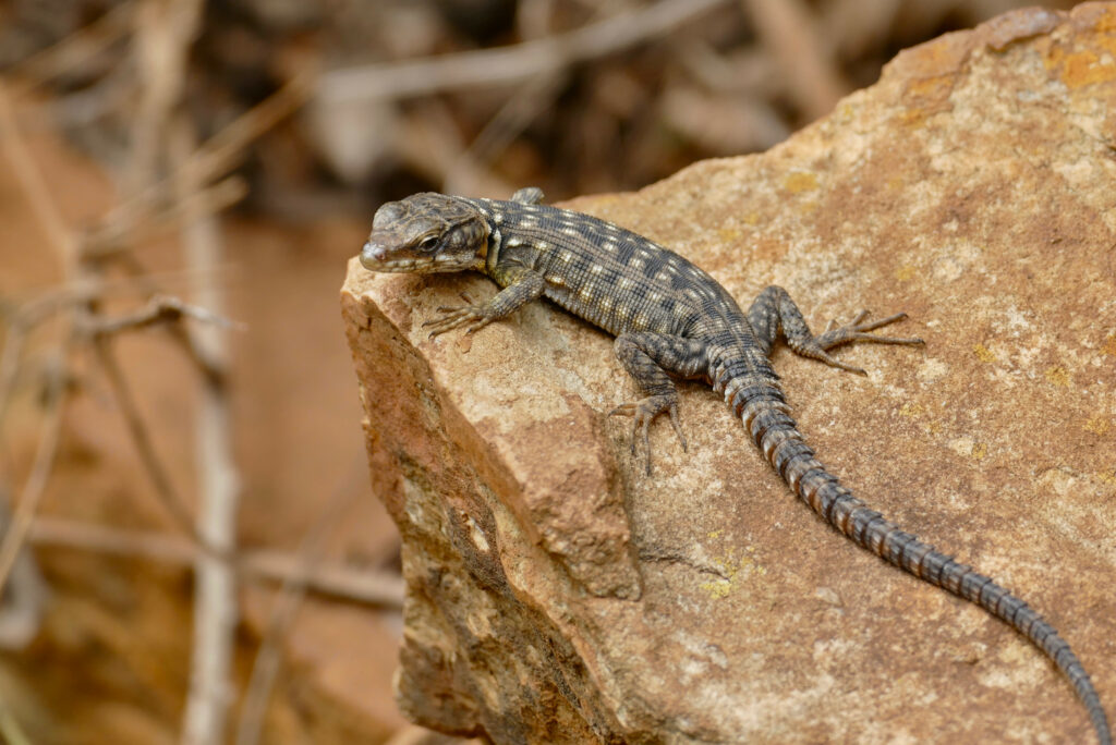Detailed Lizard on Stone: Calming Nature Wallpaper Background