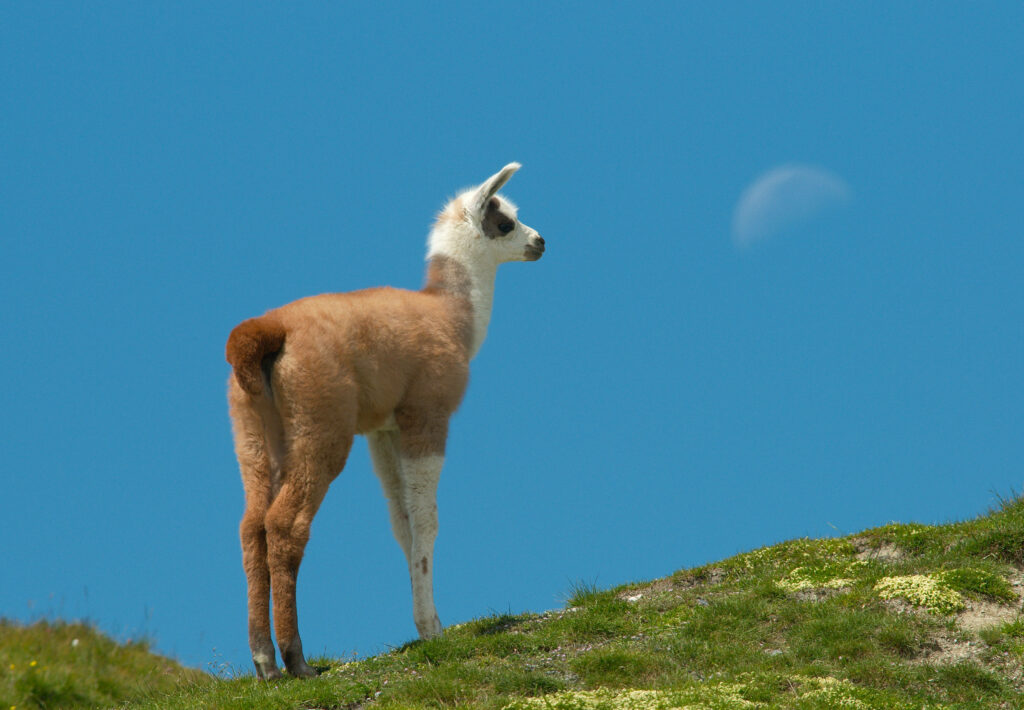 Serene Llama Wallpaper: Tranquil Hill & Rising Moon Background