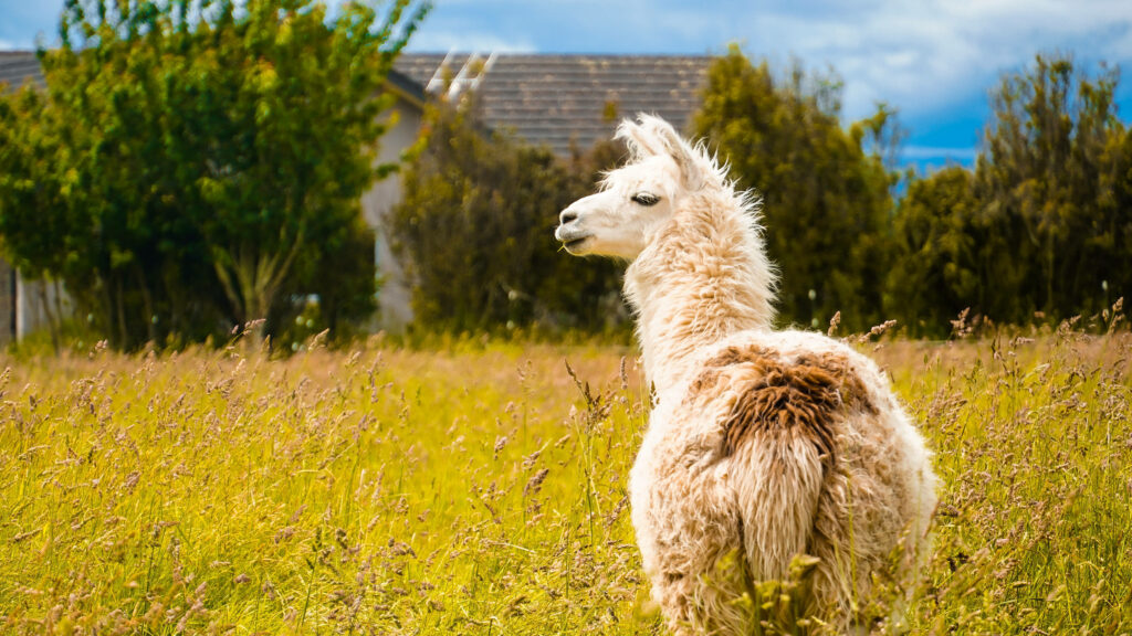 Serene Llama Wallpaper in Lush Green Field with Countryside View