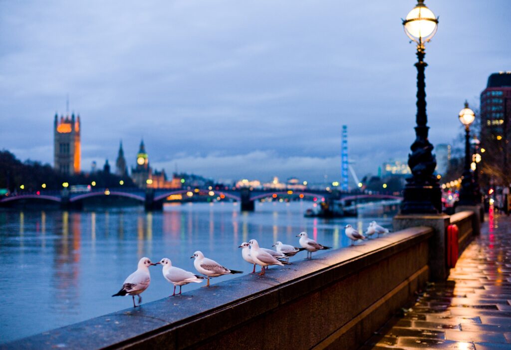 Serene London Evening Wallpaper: Thames, Seagulls & City Lights