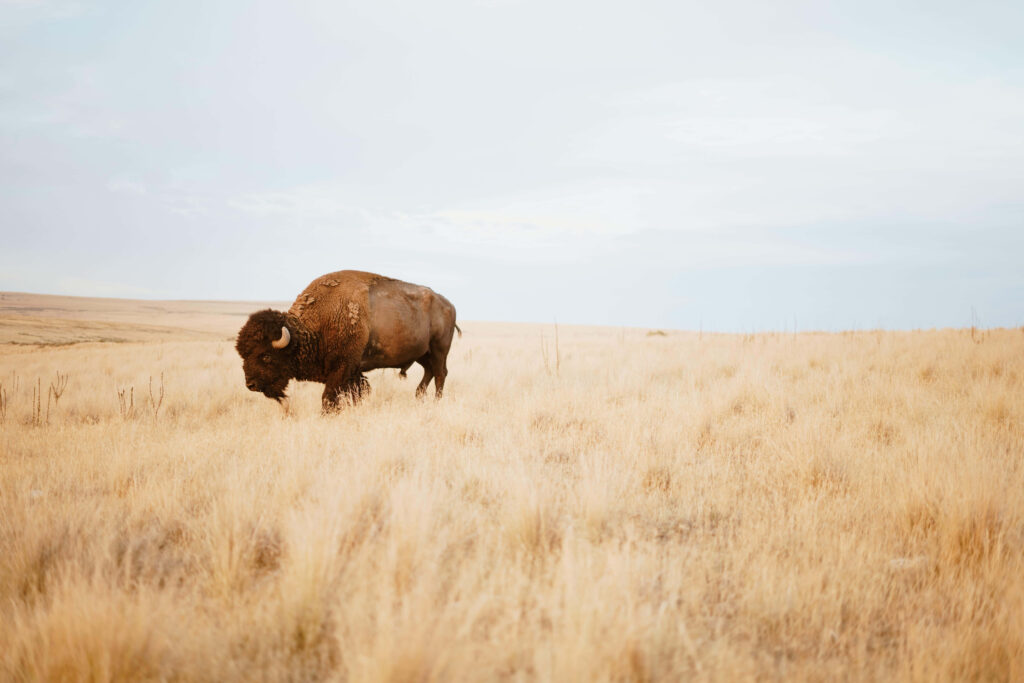 Lone bison in golden field under open sky serene natural landscape wildlife wallpaper background