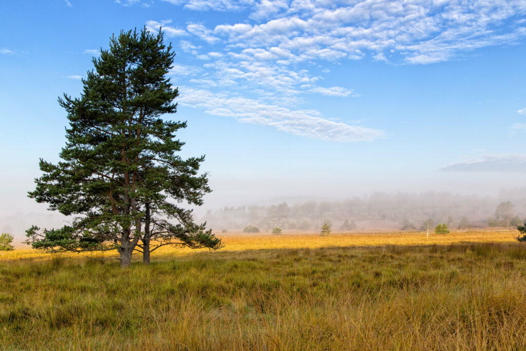 Lone spruce tree in golden grass field under bright blue sky with soft clouds serene landscape Wallpaper
