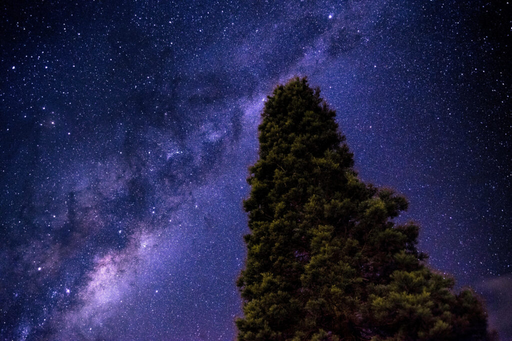 Lone Tree Under Milky Way - Serene Wallpaper Background