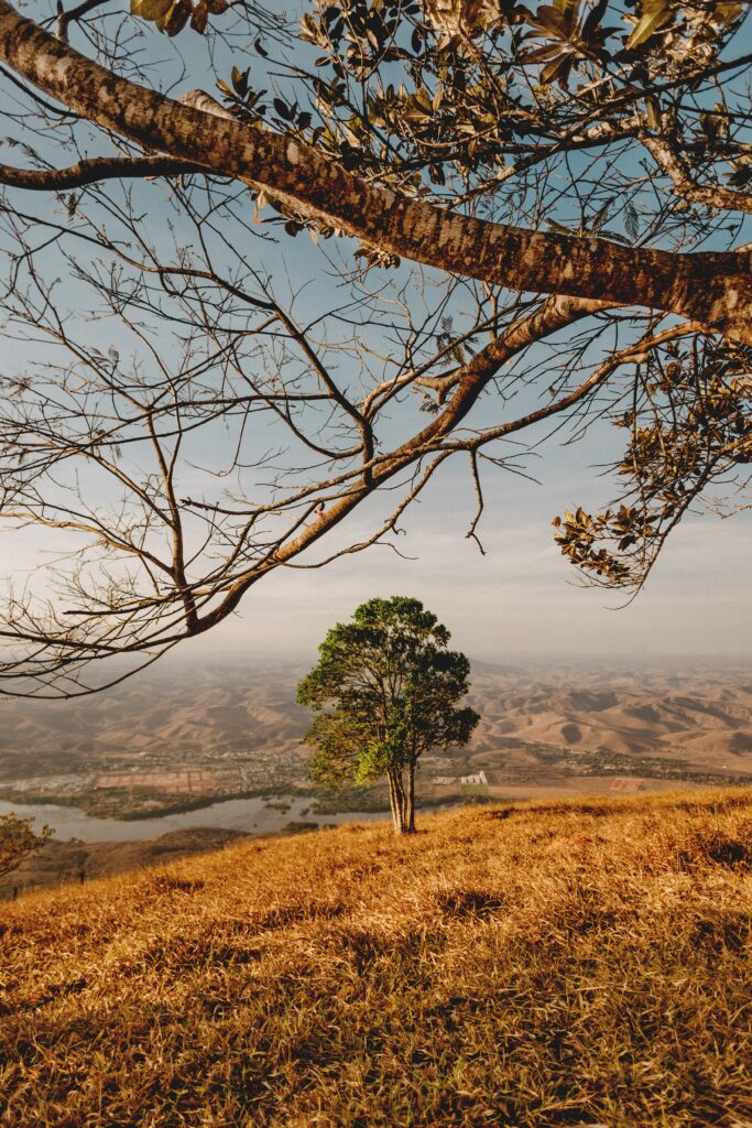 Serene landscape wallpaper with solitary tree on golden hillside under blue sky and mountains