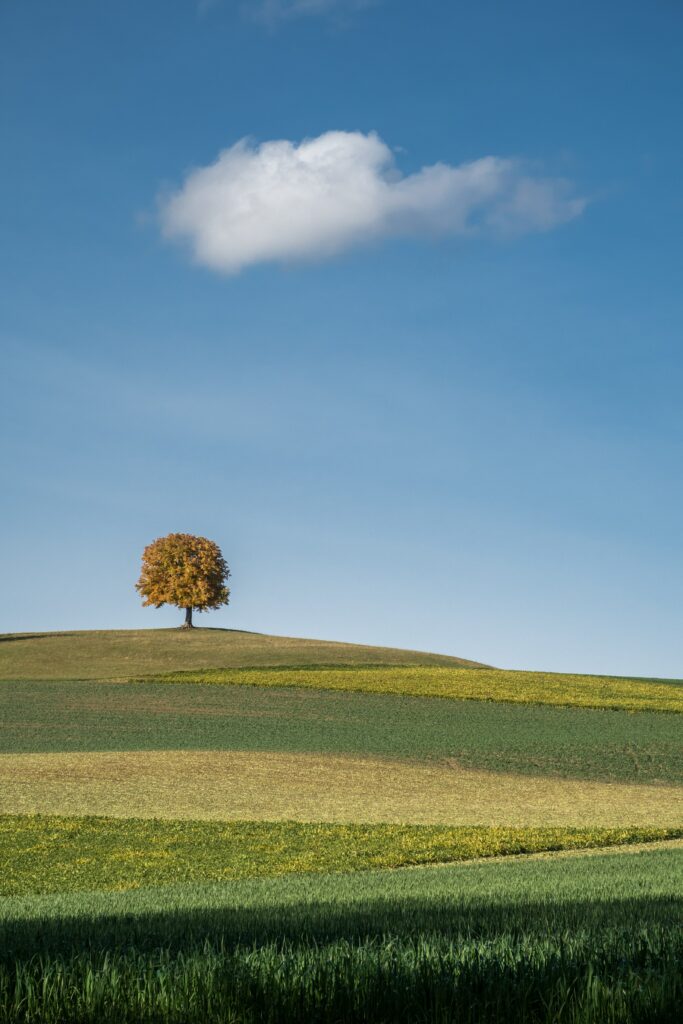 Lone tree on rolling green and yellow hills under bright blue sky with fluffy white cloud wallpaper