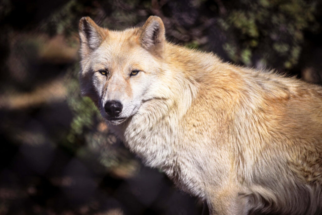 Majestic Lone Wolf Wallpaper in Serene Natural Background