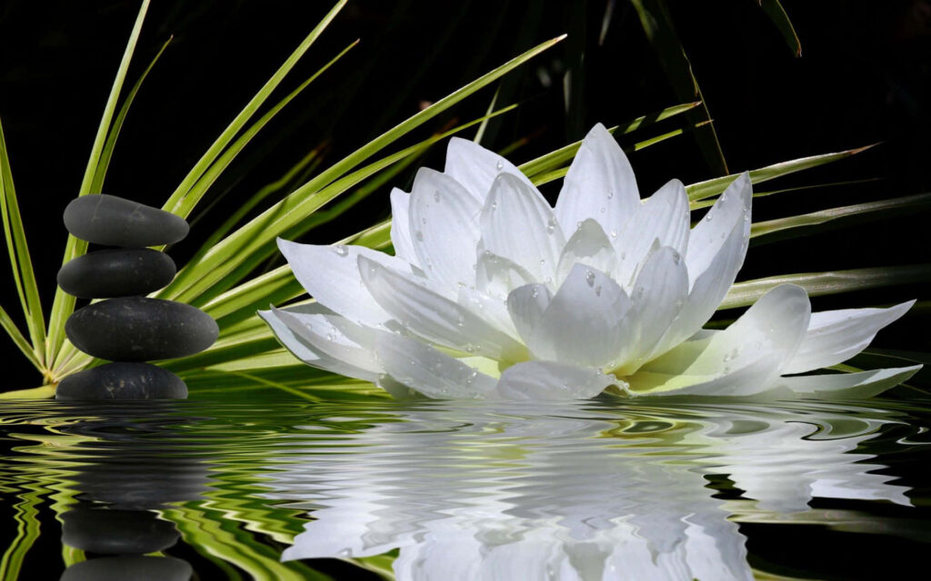 Serene Lotus Bloom on Calm Waters with Balancing Stones Wallpaper