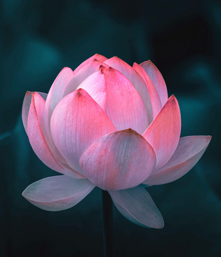 Tranquil Lotus Flower Wallpaper - Soft Pink & White Elegance