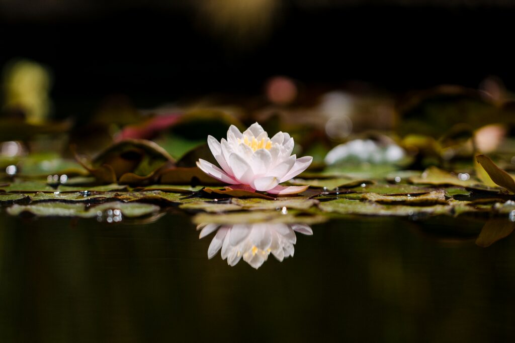Serene Lotus Flower Wallpaper: Tranquil Water & Green Leaves Background