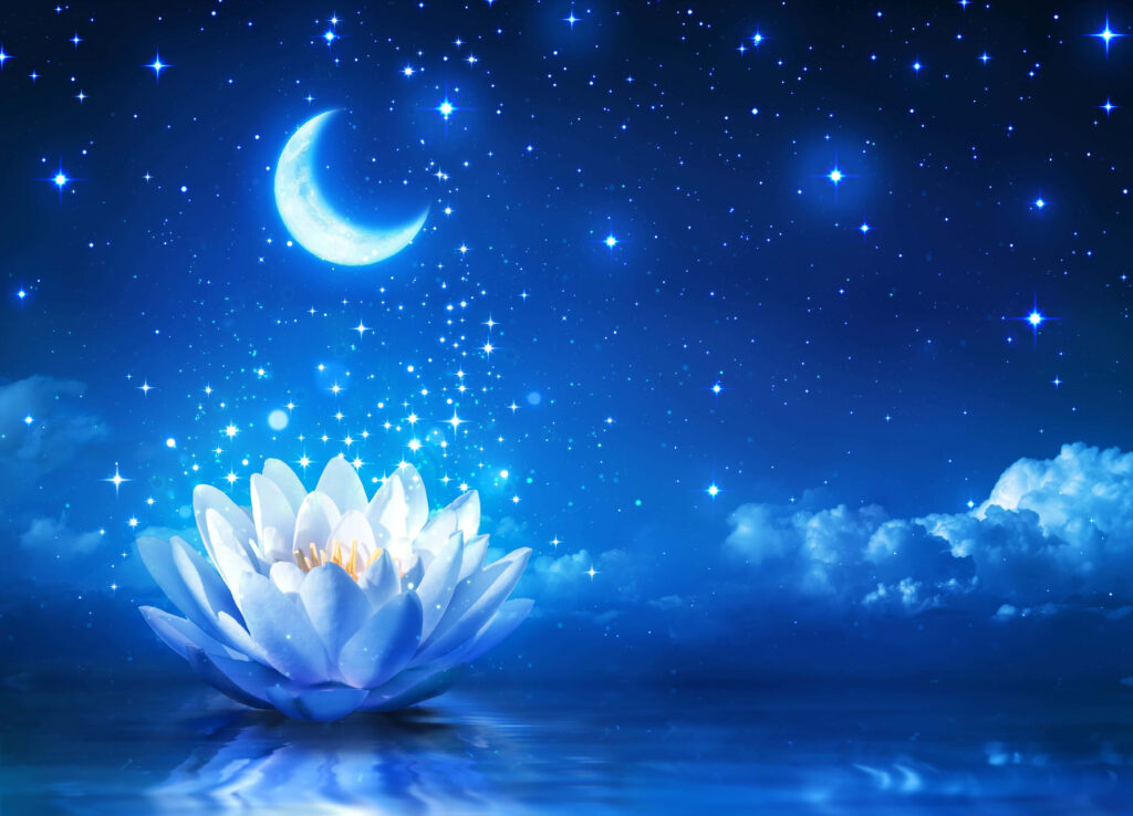 Tranquil Lotus Flower Wallpaper Under Starry Night Sky