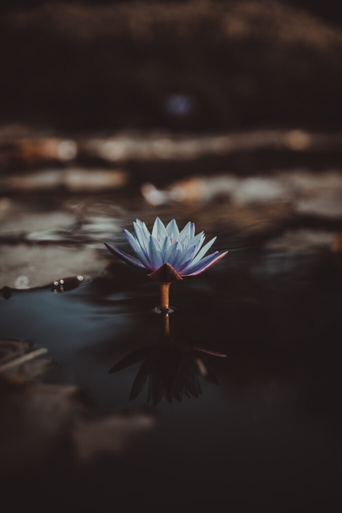 Tranquil Lotus Flower Wallpaper: Serene Pond Reflection Background