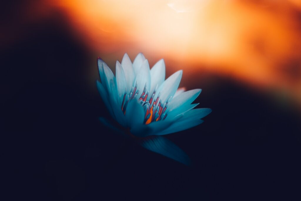 Tranquil Lotus Bloom Wallpaper: Ethereal Floral Background