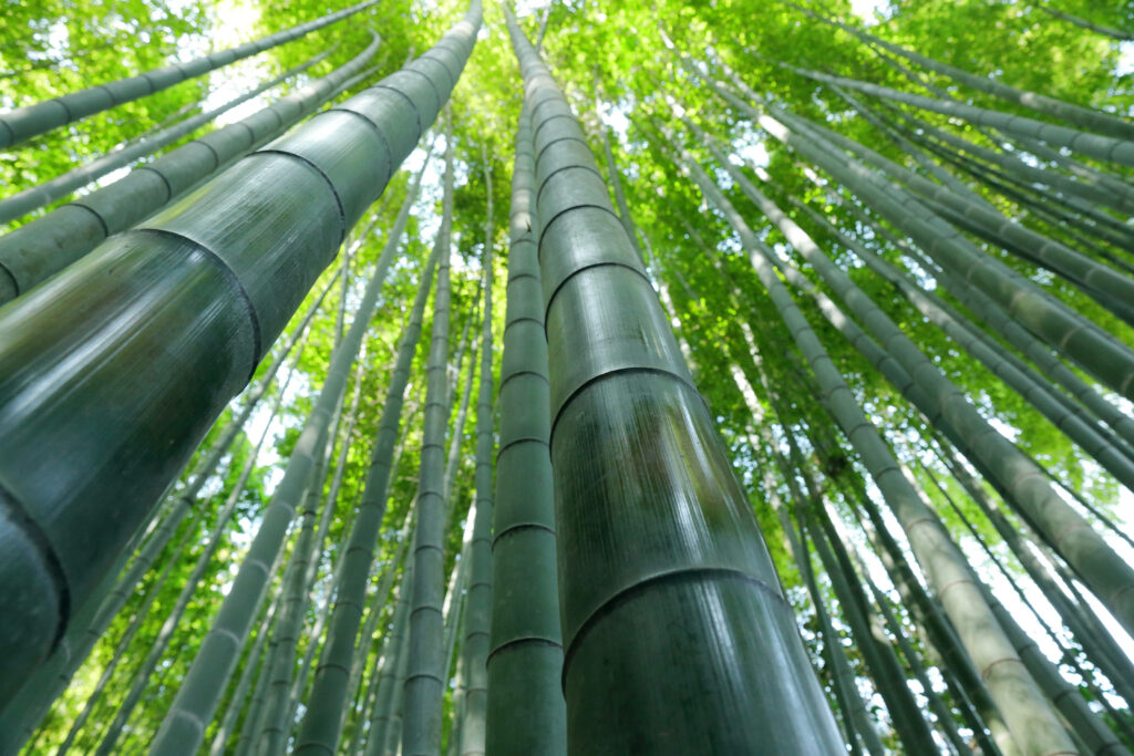 Lush green bamboo forest with tall stalks reaching sunlight through leafy canopy wallpaper