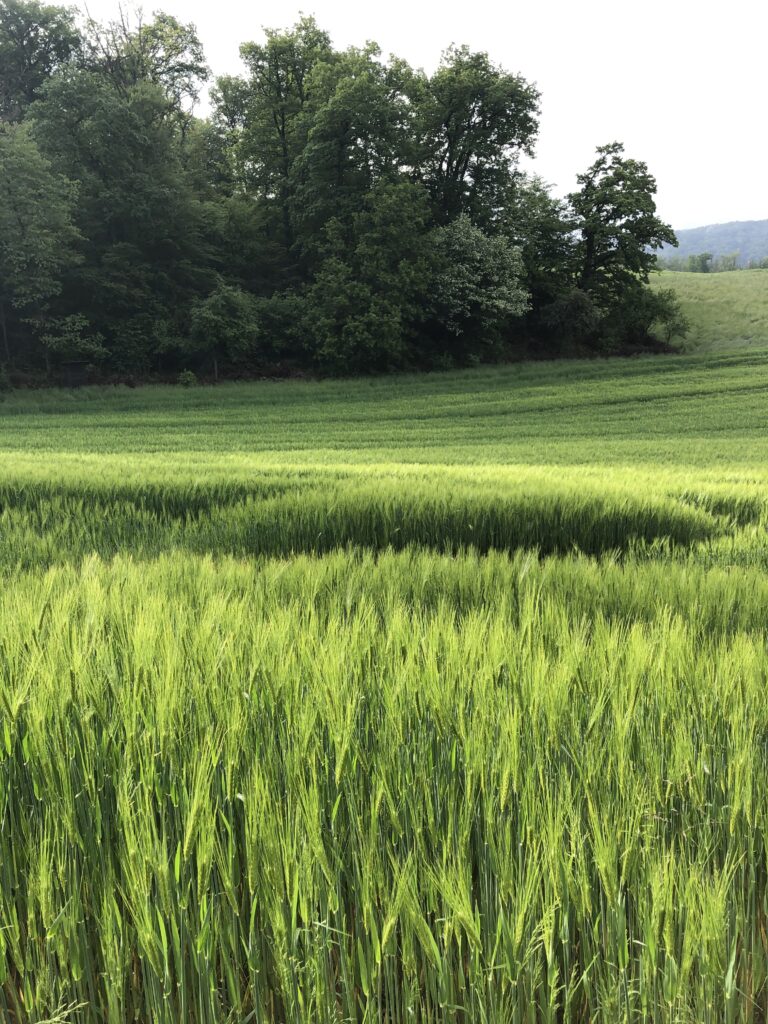 Serene lush green field with tall grass and dense trees creating a calming nature wallpaper background