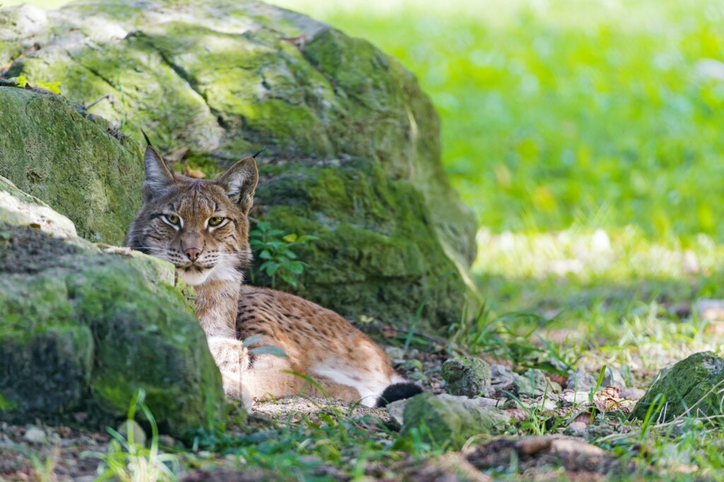 Serene Lynx Wallpaper: Nature's Power in Lush Green Surroundings