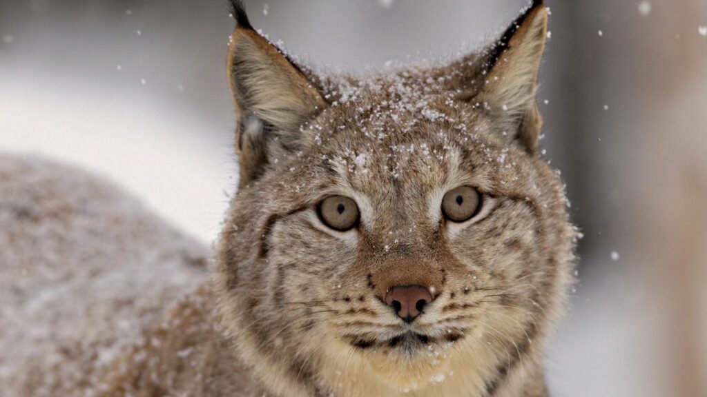 “Serene Lynx Wallpaper: Snow-Dusted Beauty in 1920x1080 Resolution”