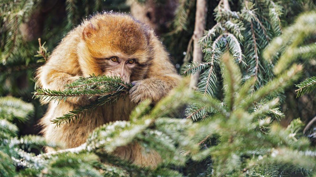Curious Macaque on Lush Evergreen Branch: Tranquil Nature Wallpaper