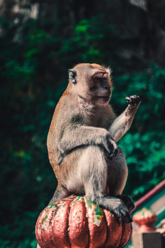 Serene Macaque on Red Structure in Lush Green Background Wallpaper