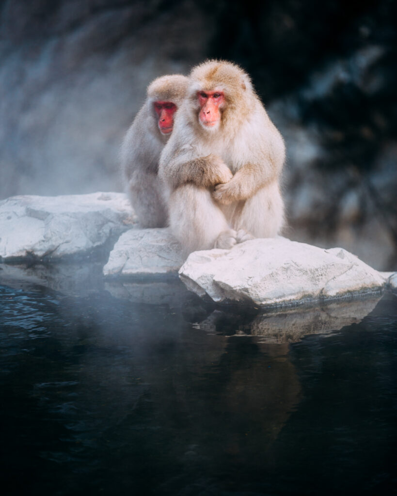 Tranquil Macaques on Misty Stones: Serene Nature Wallpaper