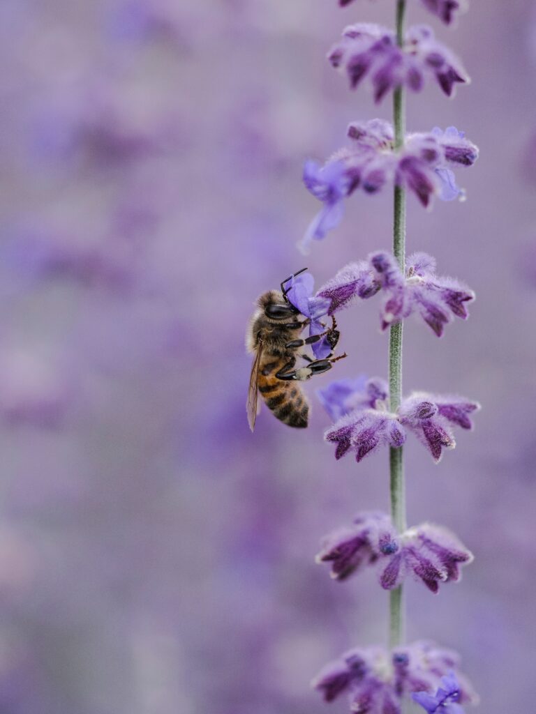 Bee Pollinating Lilac Flowers - Serene Nature Wallpaper Background