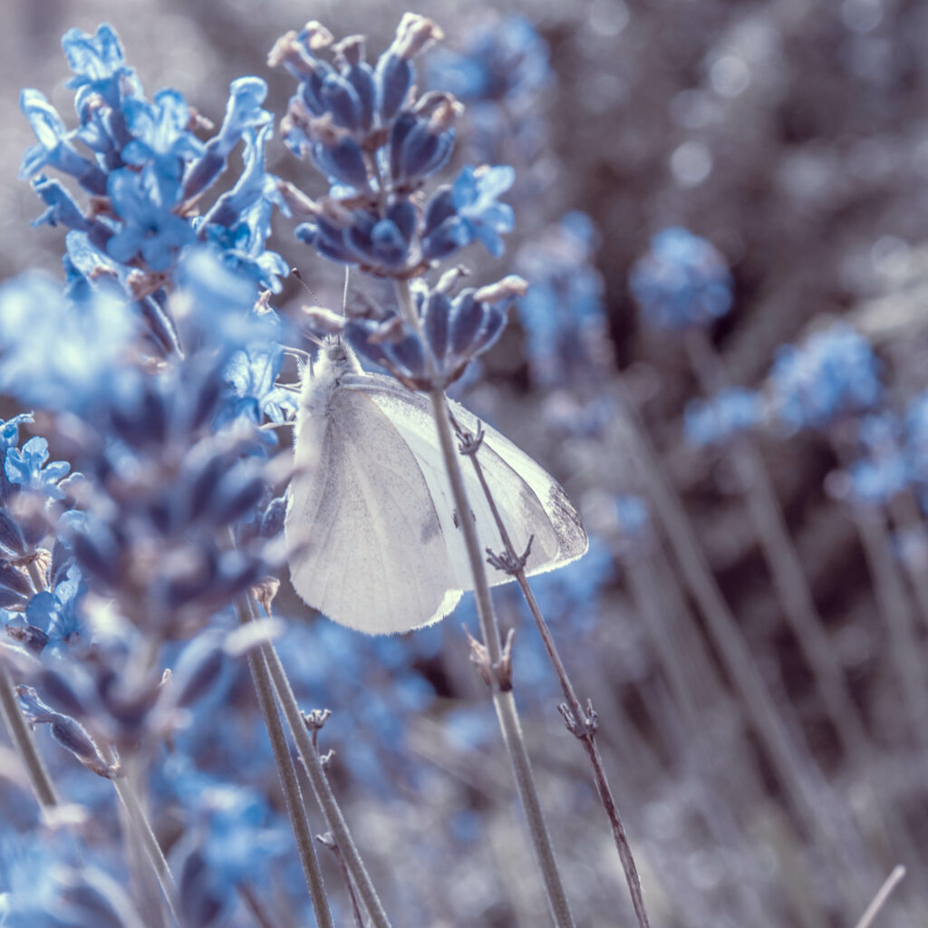 Delicate Butterfly on Lavender Flowers - Serene Nature Wallpaper
