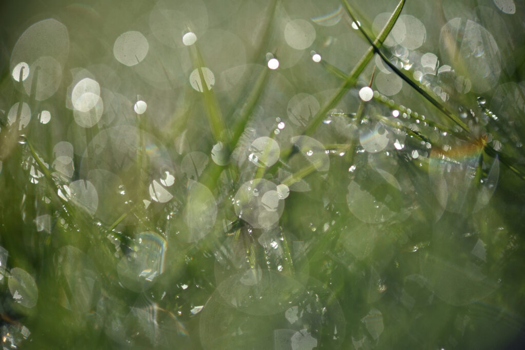 Serene Dewy Grass Macro | Intricate Details & Soft Bokeh Wallpaper