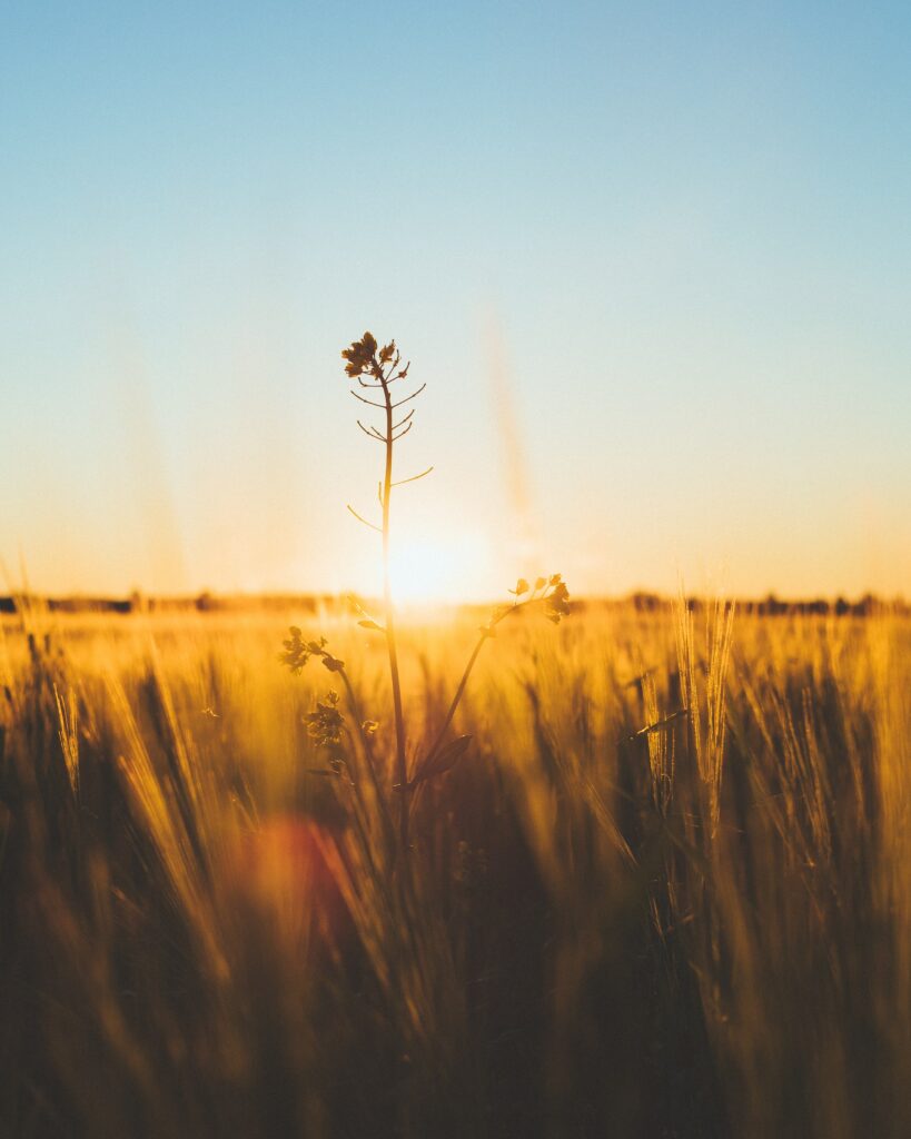 Serene Macro Flower Wallpaper: Soft Sunset & Gentle Grass Blur