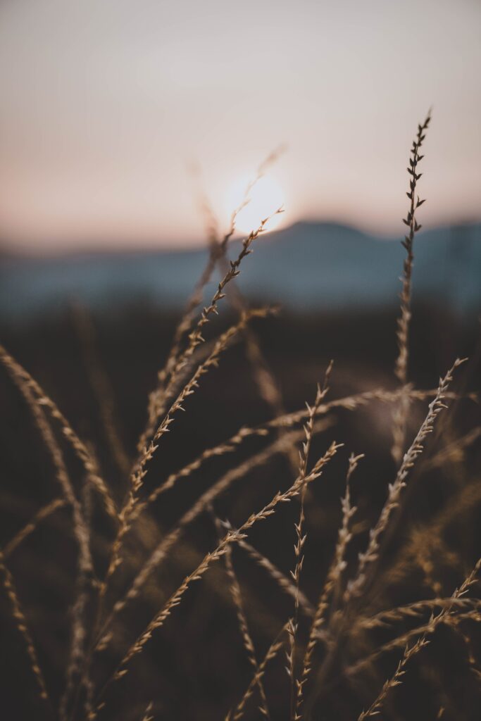 Serene Macro Grass Stalks at Sunset - Nature Wallpaper Background