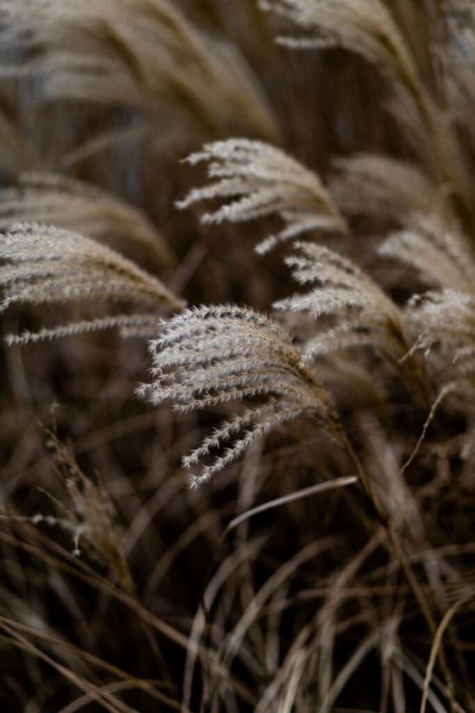 Delicate Grass Spikelets Macro: Serene Earthy Tone Wallpaper Background