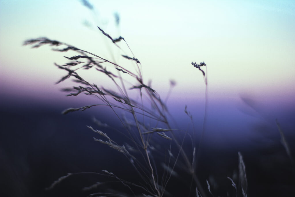 Peaceful Macro Grass Ears Wallpaper - Serene Dusk Sky Background